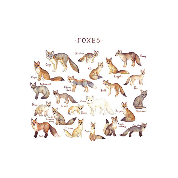 Foxes of the World 13x19 Print