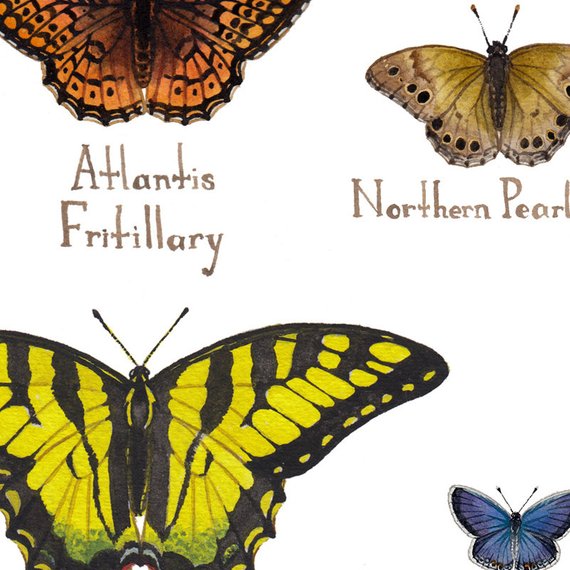 Butterflies of Vermont 13x19 Print