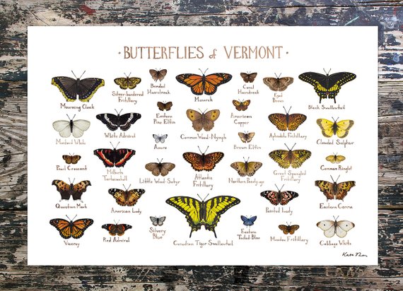 Butterflies of Vermont 13x19 Print