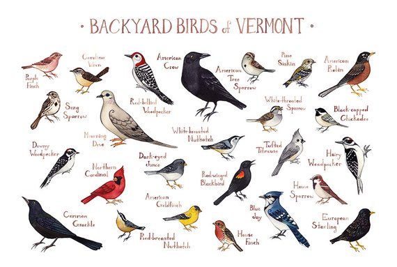 Backyard Birds of Vermont 13x19 Print