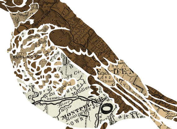 Vermont State Bird 16x20 Art Print
