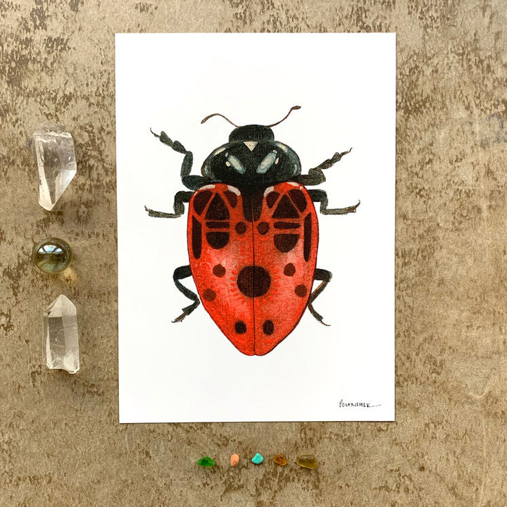 Bug Collection: Ladybug - Art Print