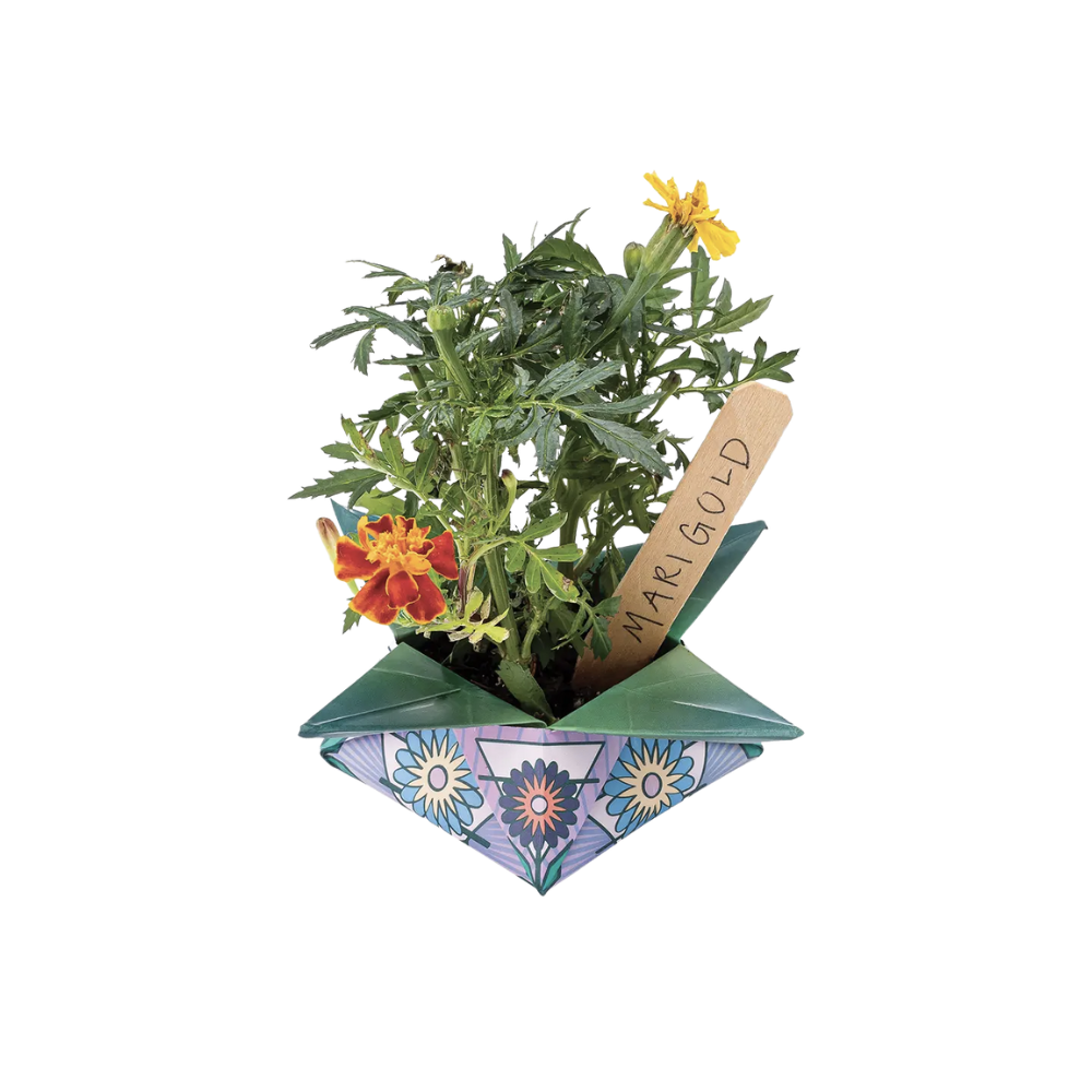 Cosmic Seed Kit