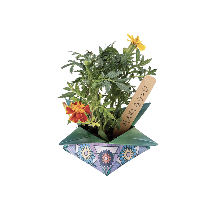 Cosmic Seed Kit