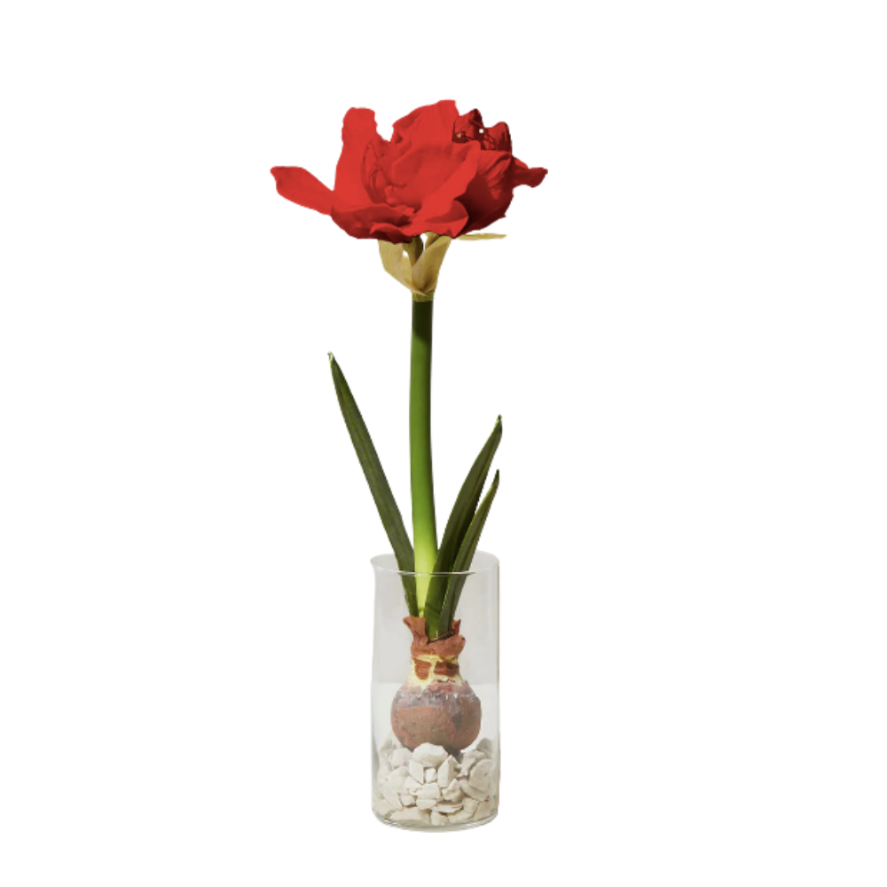 Winter Bulb Kit