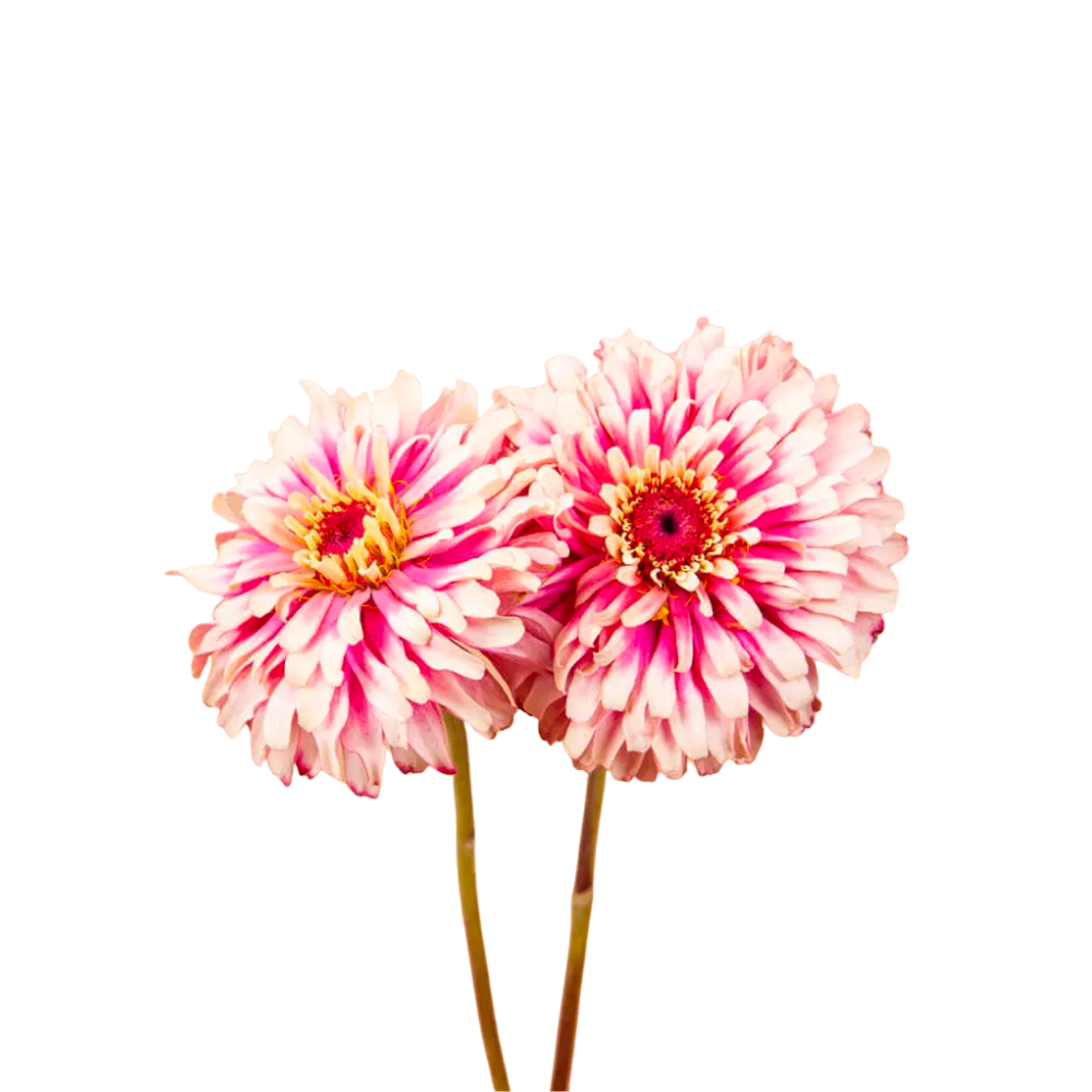 Mazurkia Zinnia Seeds