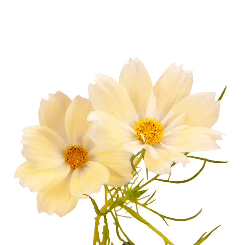 Xanthos Cosmos Seeds