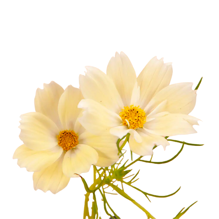 Xanthos Cosmos Seeds