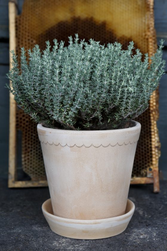 Helena Pot