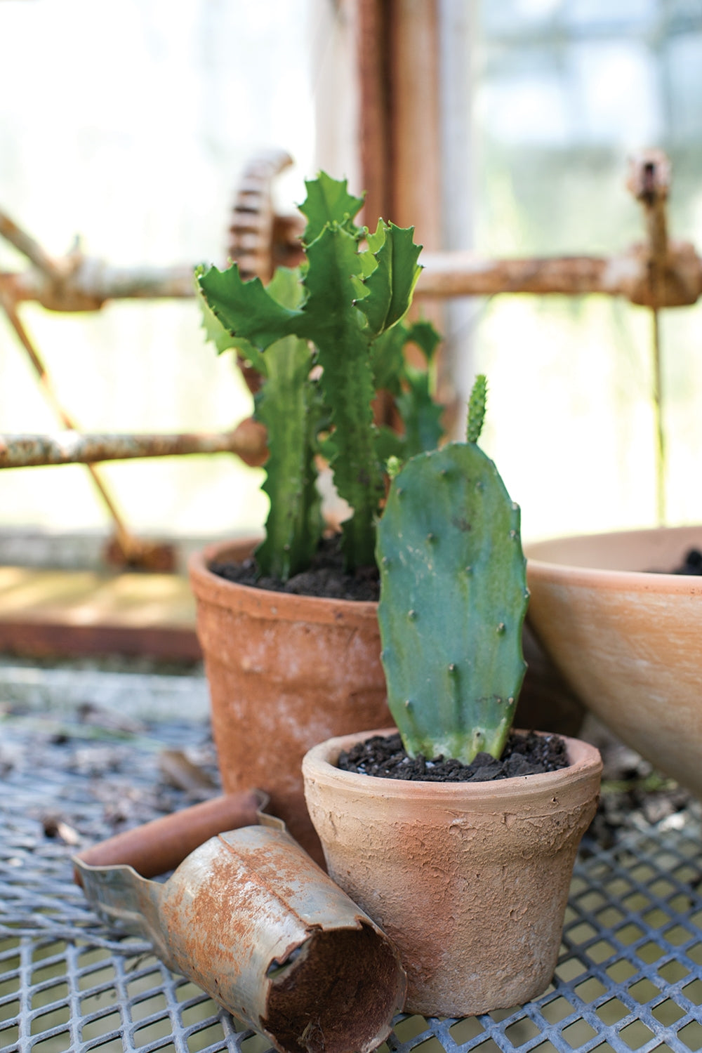 Red Clay Pot with Saucer