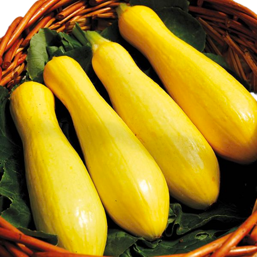 Success PM Straightneck Summer Squash: 1/8 OZ