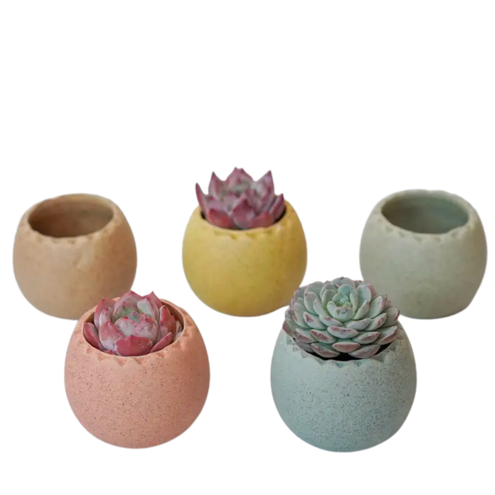 Rainbow Egg - Assorted Colors
